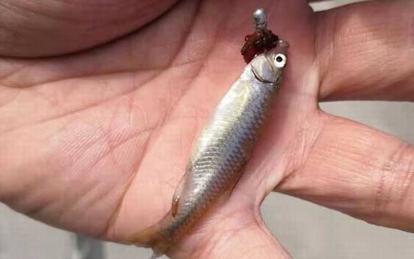 钓麦穗鱼钓多深合适?