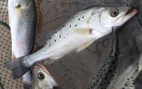 钓鲈鱼的最佳深度是多深?