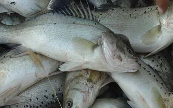 钓鲈鱼的最佳深度是多深?