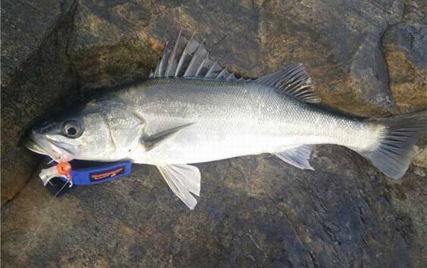 水库淡水鲈鱼怎么钓?