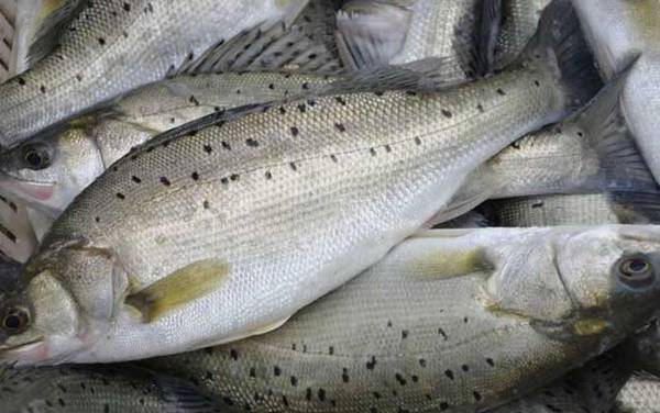 养殖鲈鱼怎么钓最佳?