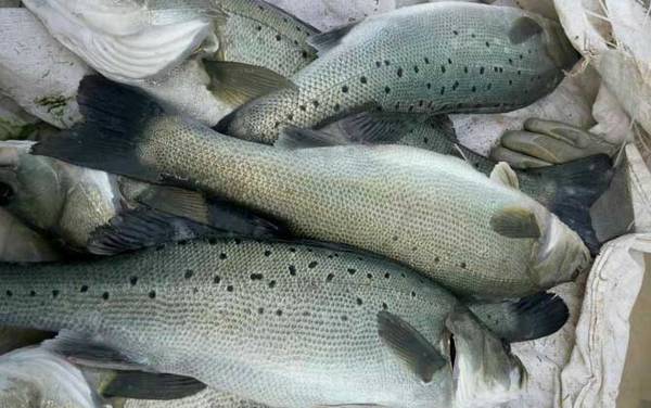 养殖鲈鱼怎么钓最佳?