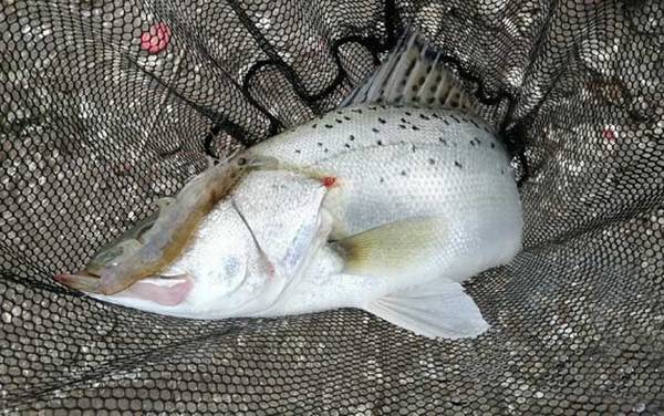 钓海鲈鱼用什么方式好?