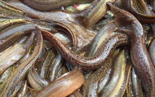 钓泥鳅的方法和技巧