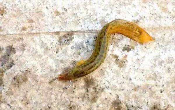 泥鳅钓鱼怎么钩才不会死?