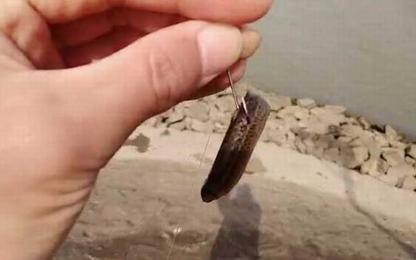 泥鳅党怎么使用泥鳅钓鱼的?