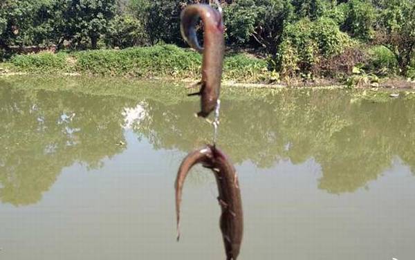 泥鳅党怎么使用泥鳅钓鱼的?