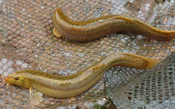 泥鳅钓鱼钓底还是钓浮?