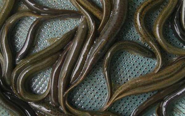 泥鳅打窝一次打多少?