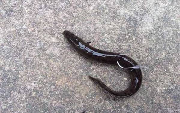 用泥鳅钓鱼怎么调漂?