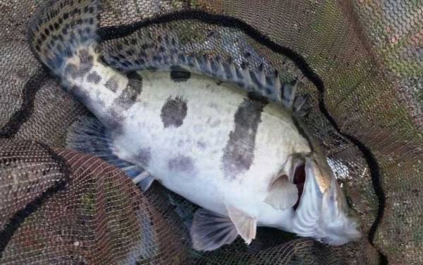 泥鳅钓鳜鱼钓多深合适?