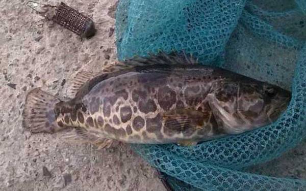 泥鳅钓鳜鱼钓多深合适?