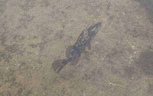 泥鳅钓鳜鱼钓多深合适?