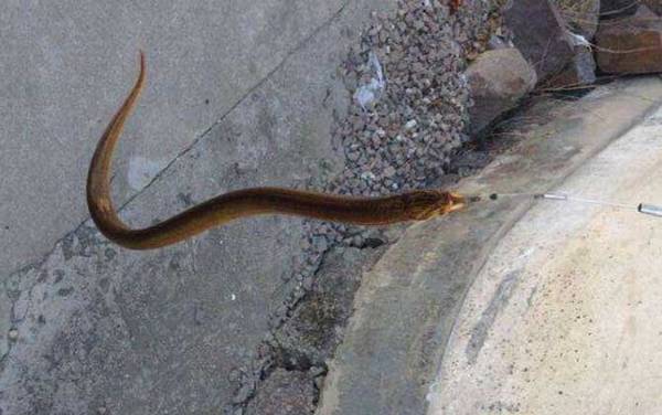 怎样钓黄鳝上鱼快?