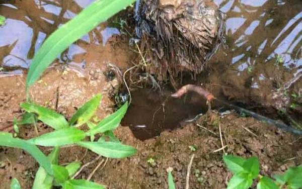 新手钓黄鳝洞怎么找?