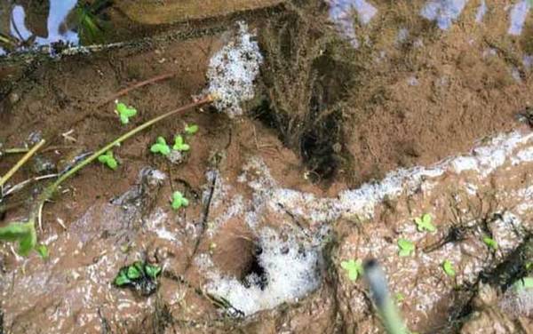 新手钓黄鳝洞怎么找?