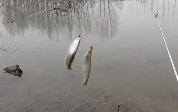 钓白条鱼需要打窝吗?