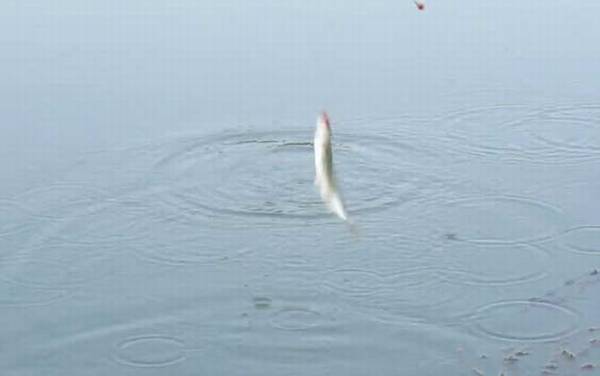 钓白条鱼最佳水深是多少?