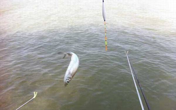 钓鲤鱼如何避开白条闹窝?