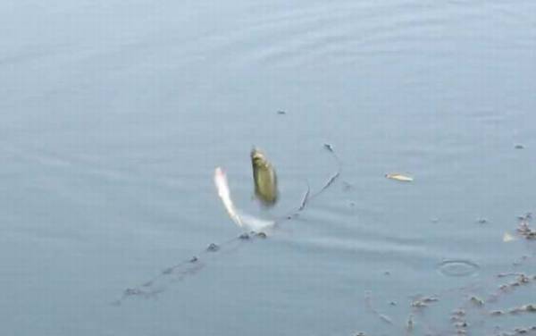 钓鲤鱼如何避开白条闹窝?