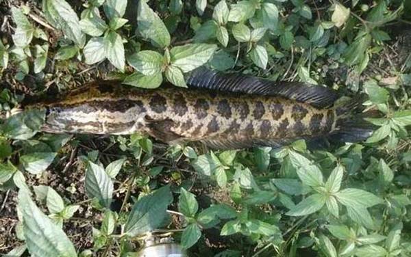 一天中黑鱼开口时间是什么时候?