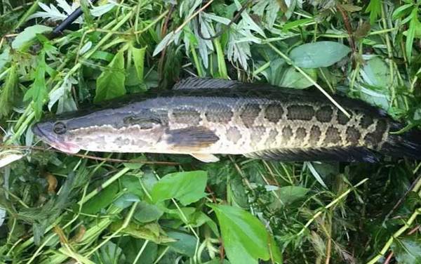 一天中黑鱼开口时间是什么时候?