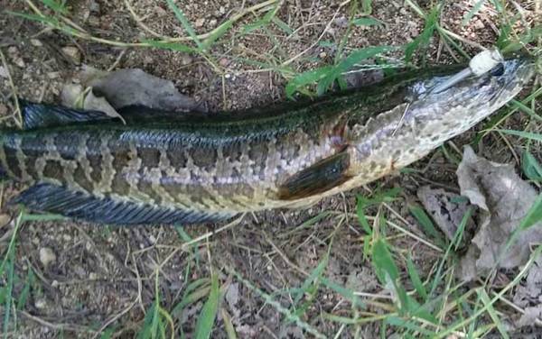 一天中黑鱼开口时间是什么时候?