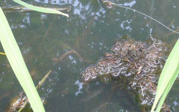 钓小龙虾最佳时间是什么时候?