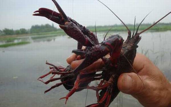 怎样钓小龙虾又快又多?