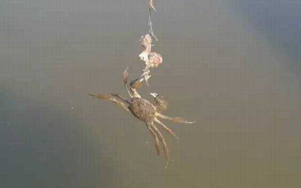 钓螃蟹的最快方法及注意事项