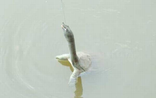 怎样钓甲鱼最有效?