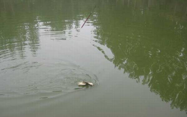 怎样钓甲鱼最有效?