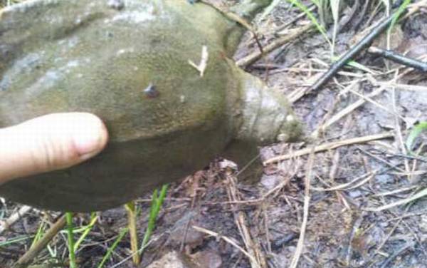 怎样钓甲鱼最有效?