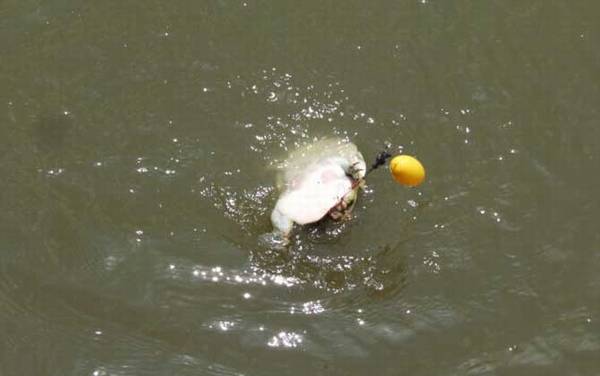 钓甲鱼要离岸多远放钩?