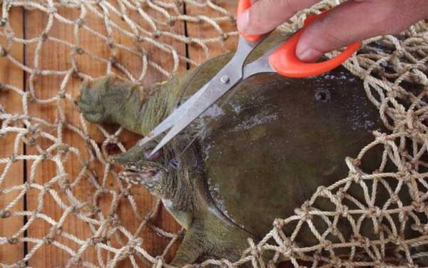 钓甲鱼要离岸多远放钩?