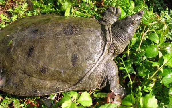 甲鱼多远能闻到猪肝味道?