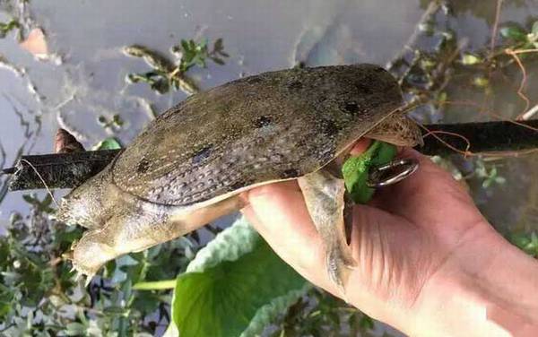 甲鱼多远能闻到猪肝味道?