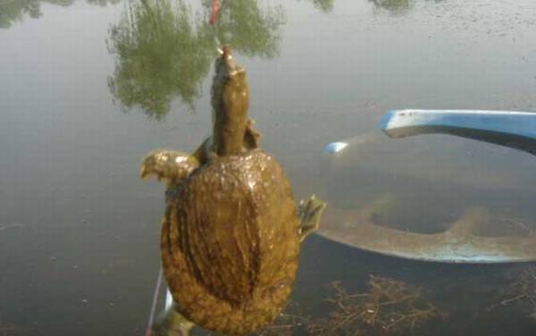 甲鱼多远能闻到猪肝味道?