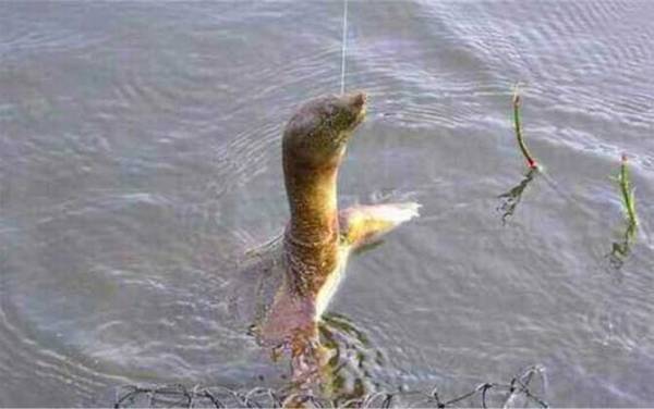 钓甲鱼怎样挂猪肝?