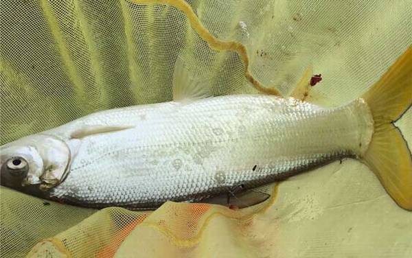 钓黄尾鱼的技巧及注意事项