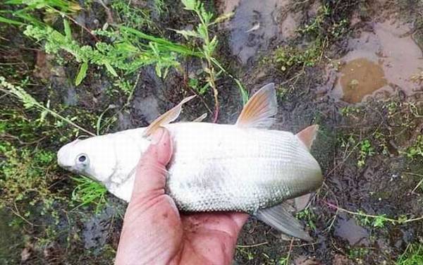 黄尾鱼怎么钓上鱼快?