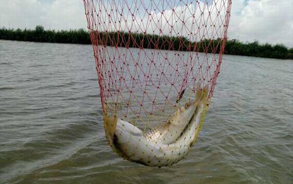 什么天气钓黄尾鱼最好?