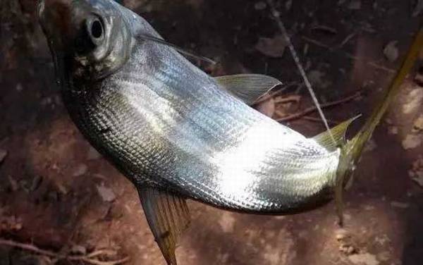 夜钓黄尾鱼钓远还是钓近?