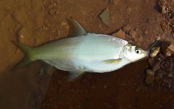 夜钓黄尾鱼钓远还是钓近?