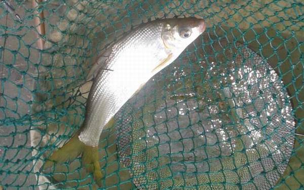 黄尾鱼可以用路亚钓吗?