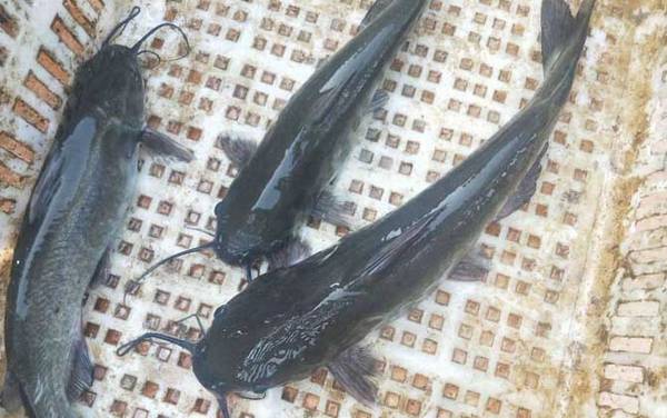 鮰鱼怎么钓上鱼快?