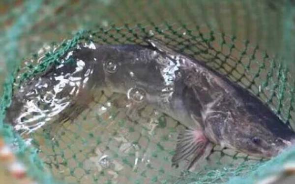 鮰鱼怎么钓上鱼快?