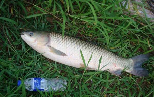 钓草鱼最佳调漂是几目?