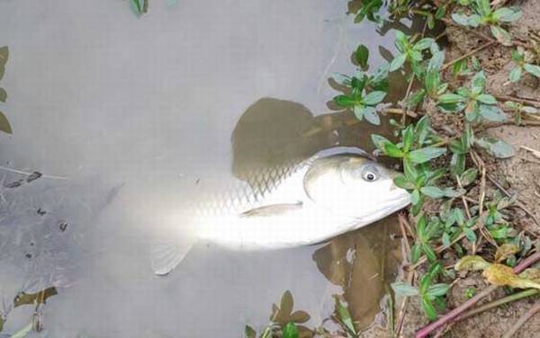 钓草鱼怎么挂草最好?