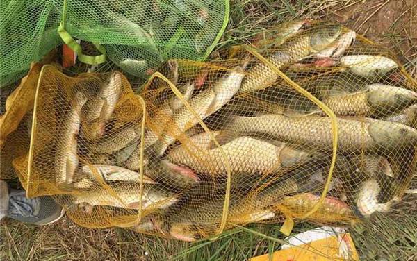 玉米钓草鱼钓底还是钓浮?